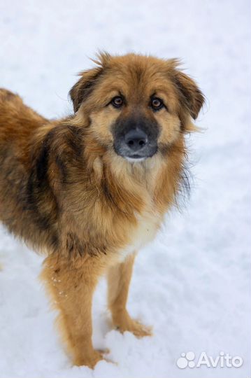 Собака Ларри