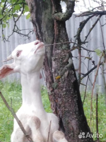 Козлята от нубийского козла