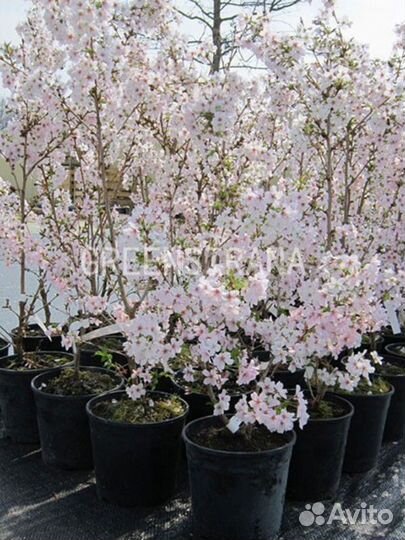 Вишня вырезанная Kojou-no-mai