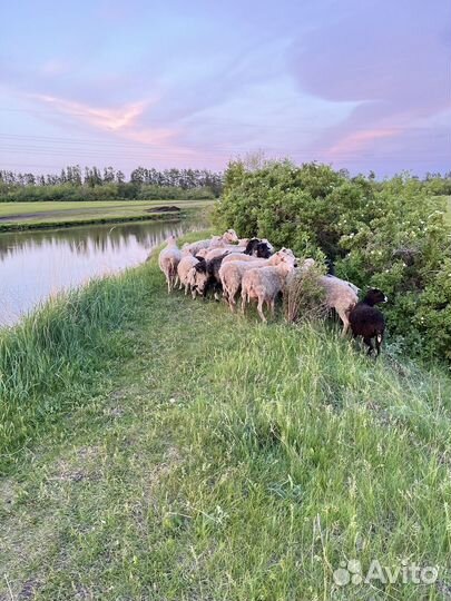 Овцы на разведение, на мясо