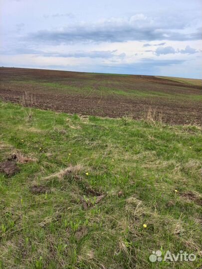 Сено люцерны