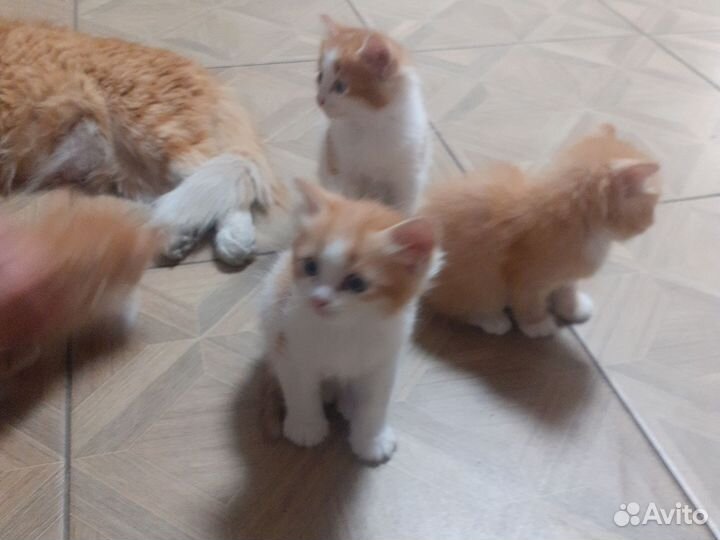 Котятки в добрые руки