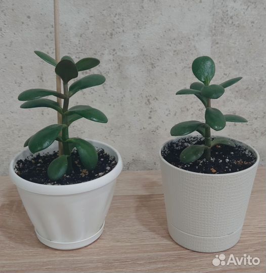 Денежное дерево, Толстянка