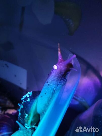 Улитки ахатины