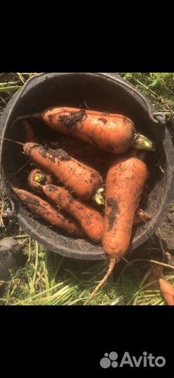 Морковь 1 и 2 сорт (перемешка )