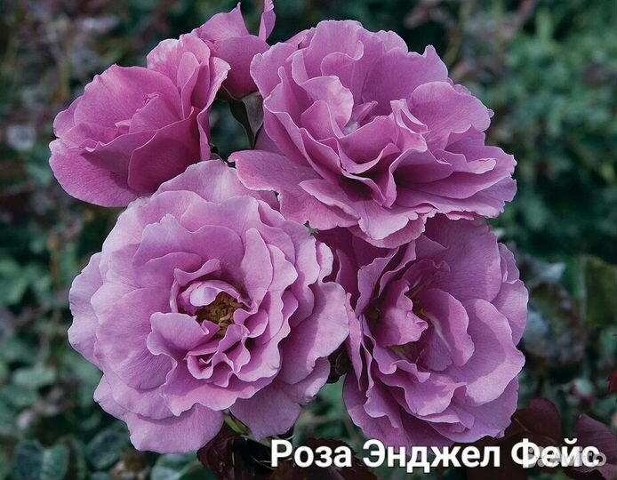 Саженцы роз