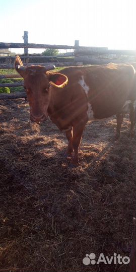Коровы дойные молочные