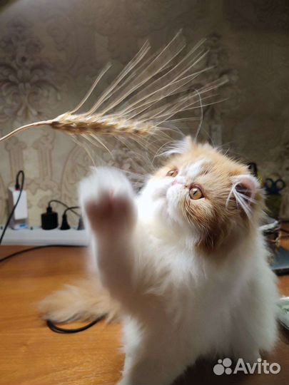 Персидская