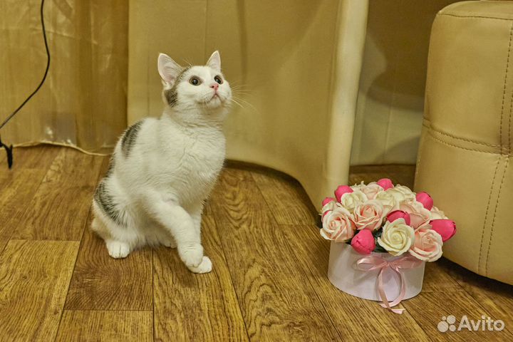 Котёнок Асик