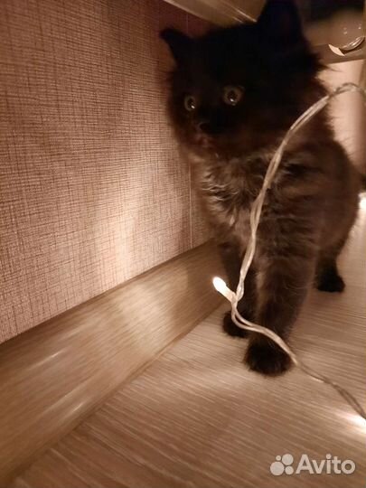 Котенок