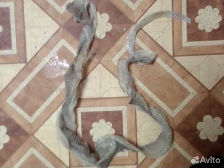 Выползень змеи 2м