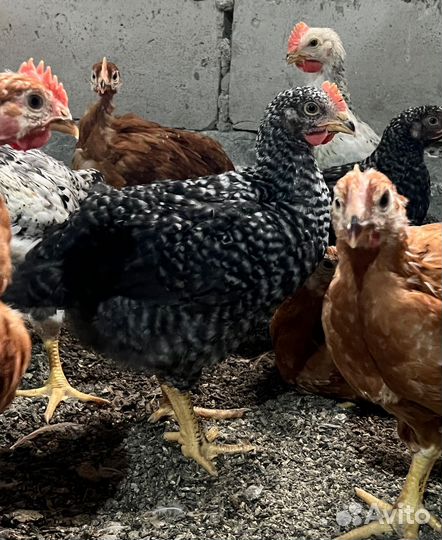 Цветной бролер