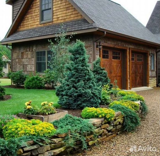 Саженцы Хвойных деревьев для вашего участка