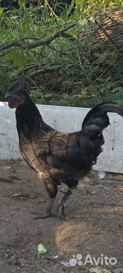 Петушки Уихейлюй