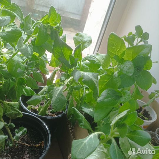 Петуния многоцветковая