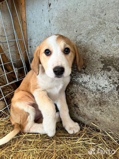 Щенки ищут дом