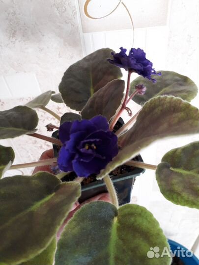 Комнатные цветы