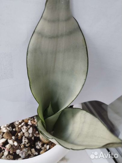 Сансевиерия Сильвер Мун