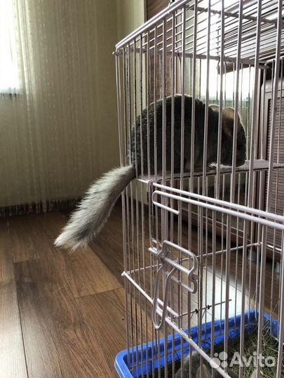 Шиншилла с клеткой