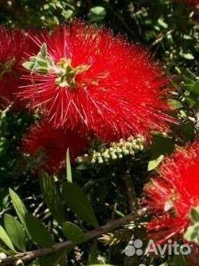 Каллистемон крупнолистный и узколистный