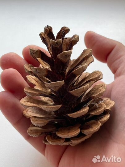 Шишка сосновая большая