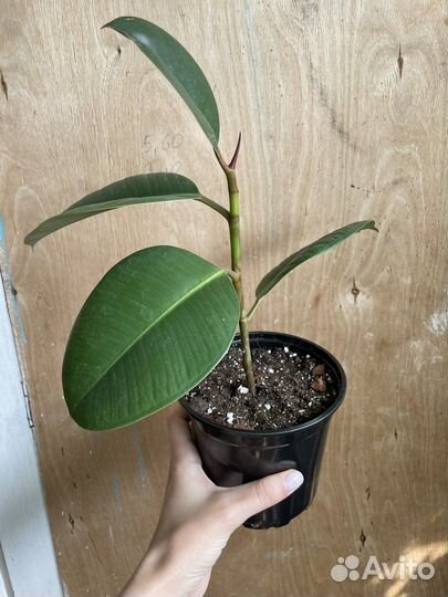 Фикус Робуста