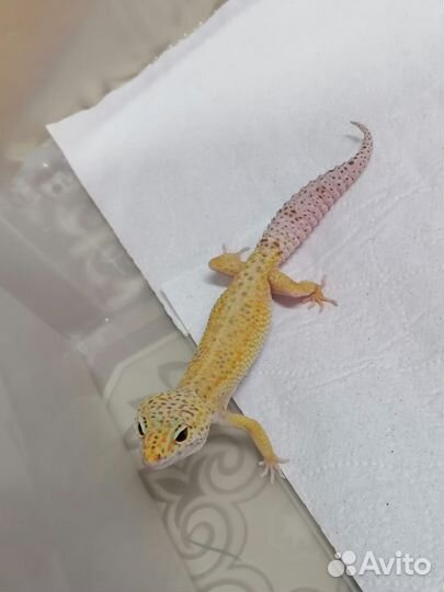 Геккон эублефар