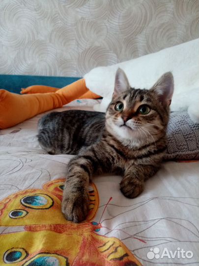 Кошка
