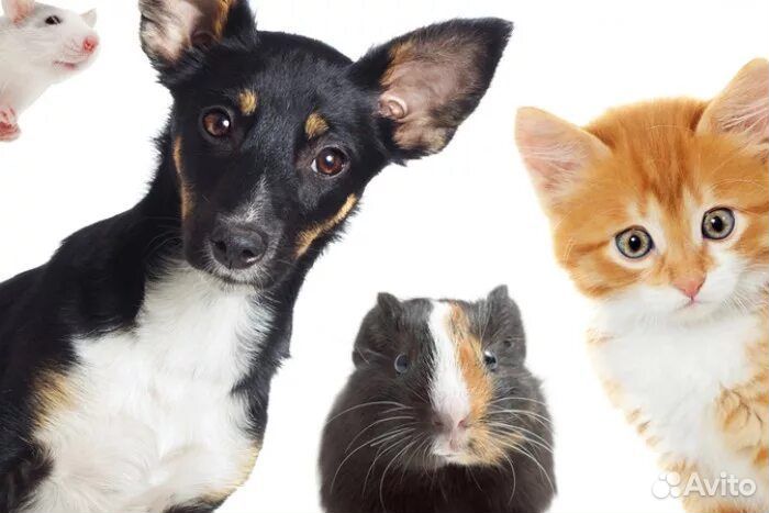 Передержка животных