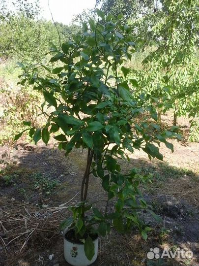 Дерево лимона