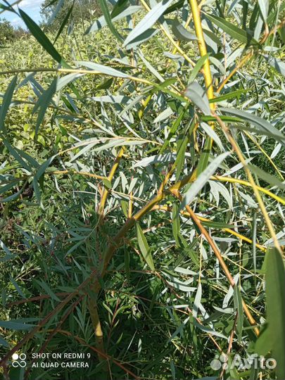 Саженцы ивы