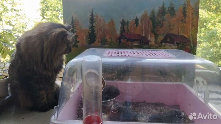 Инкубационные яйцо