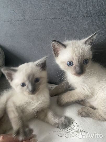 Тайские котята