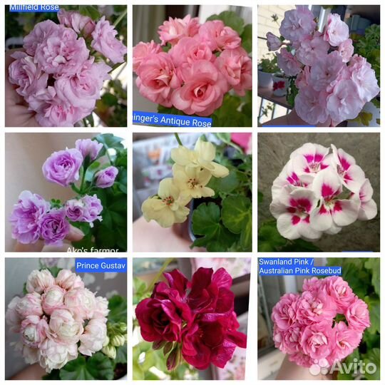 Черенки пеларгоний