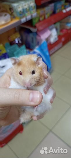 Сирийский хомяк