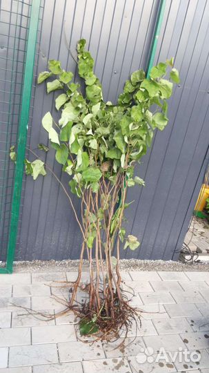 Катальпа саженцы