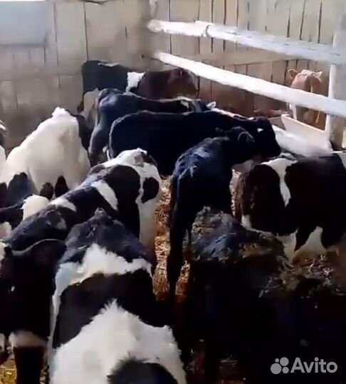 Бычки и быки