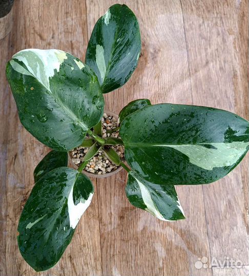 Филодендрон вайт визард