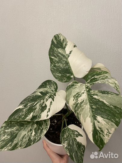 Монстера вариегатная альба
