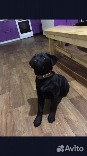 Вязка лабрадор