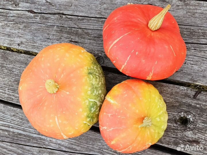 Тыква декоративная осенний декор для дома