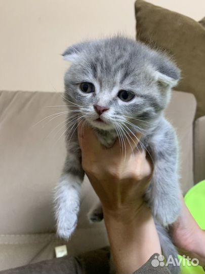 Котенок мальчик