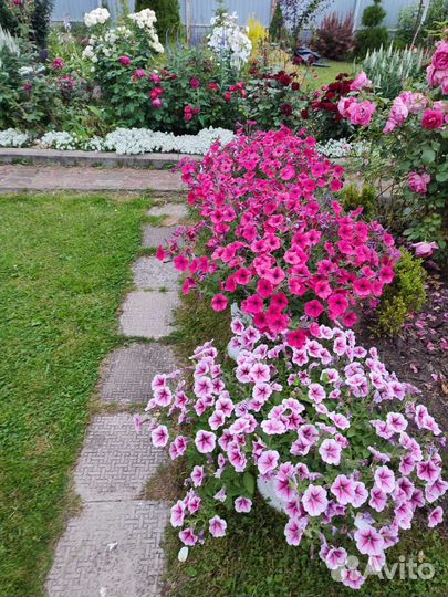 Петунии профессиональные семена