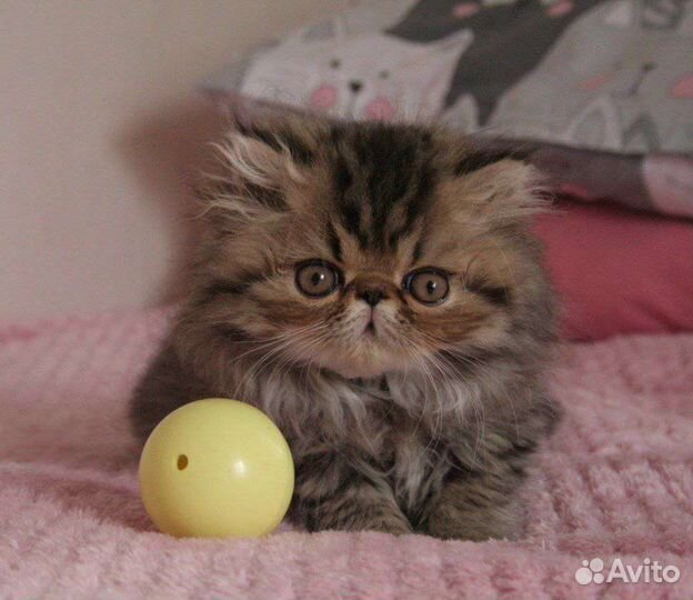 Персидские котята