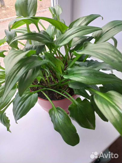 Дримиопсис