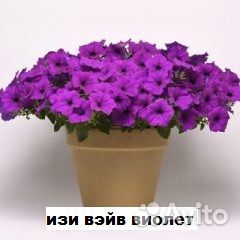 Профессиональные семена ампельной петунии