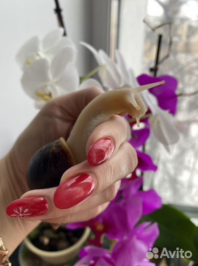 Улитки ахатины