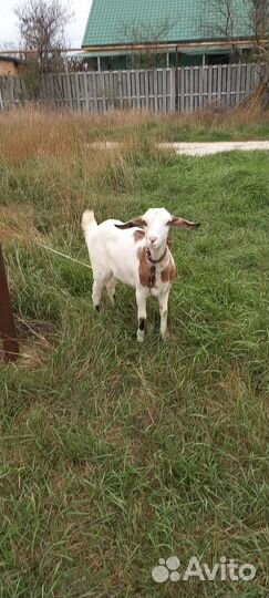 Коза дойная