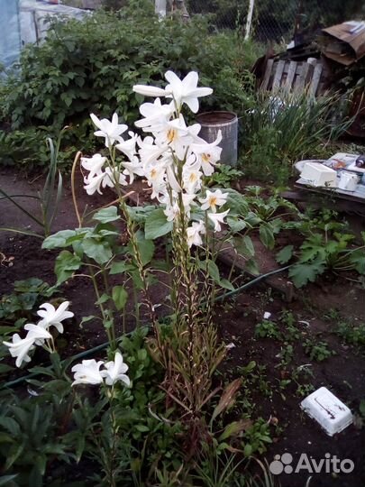 Примула ушковая