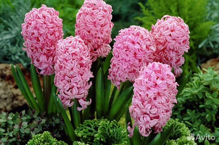 Луковицы гиацинтов оптом